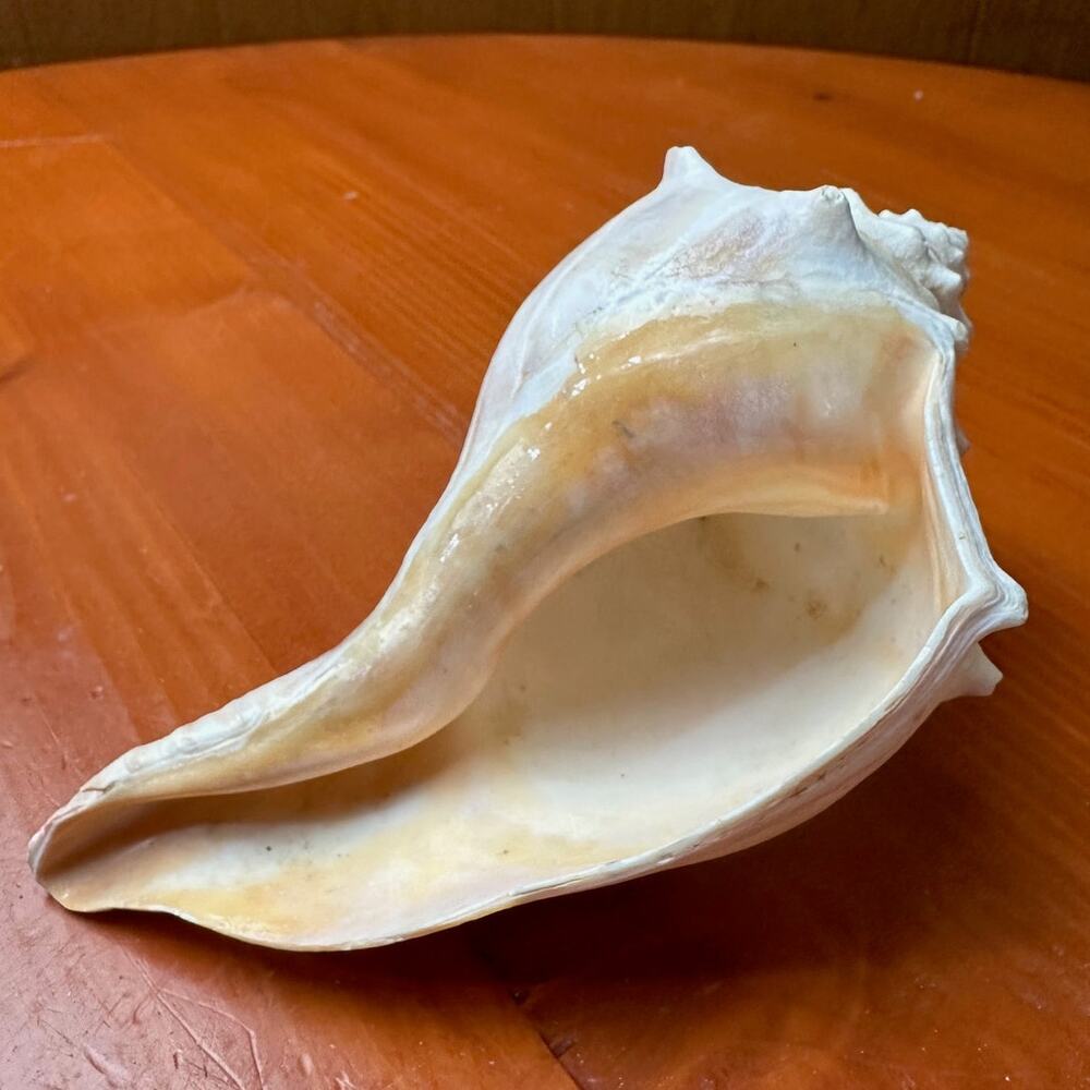 Right Handed Conch Shell